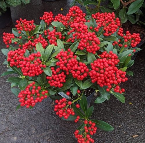 Japán dérbabér - Skimmia Japonika "Red Star"