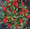 Japán dérbabér - Skimmia Japonika "Red Star"