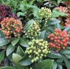 Japán dérbabér - Skimmia Japonika "Red Star"