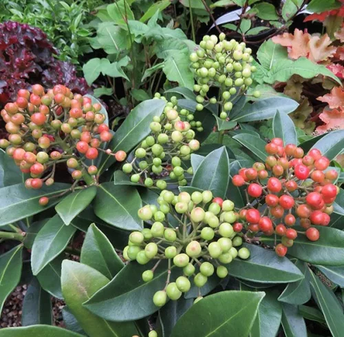 Japán dérbabér - Skimmia Japonika "Red Star"