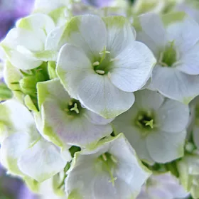 Bugás lángvirág - Phlox paniculata "Jade"