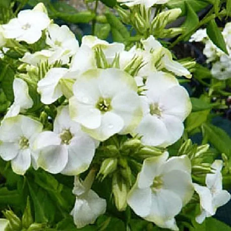 Bugás lángvirág - Phlox paniculata "Jade"