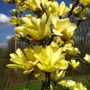 Sárga virágú magnólia, liliomfa - Magnolia "Daphne" K7,5