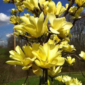   Sárga virágú magnólia, liliomfa - Magnolia "Daphne" K7,5