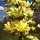 Sárga virágú magnólia, liliomfa - Magnolia "Daphne" K7,5