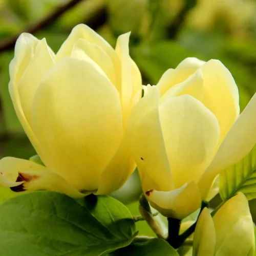Sárga virágú magnólia, liliomfa - Magnolia "Daphne" K7,5