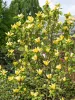 Sárga virágú magnólia, liliomfa - Magnolia "Daphne" K7,5