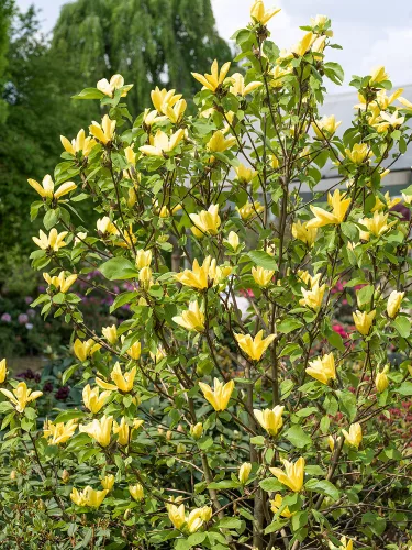 Sárga virágú magnólia, liliomfa - Magnolia "Daphne" K7,5