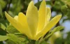 Sárga virágú magnólia, liliomfa - Magnolia "Daphne" K7,5