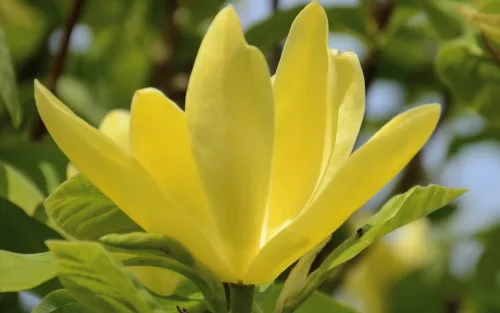 Sárga virágú magnólia, liliomfa - Magnolia "Daphne" K7,5