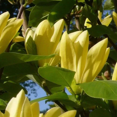 Sárga virágú magnólia, liliomfa - Magnolia "Daphne" K7,5