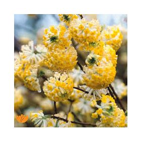   Illatos virágú japán papírcserje - Edgeworthia chrysantha "Grandiflora" K3