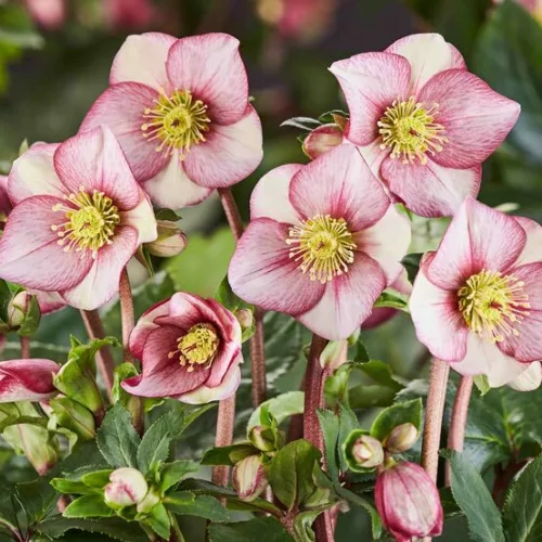 Hunyor - Helleborus HGC Ice n Roses "Carlotta"