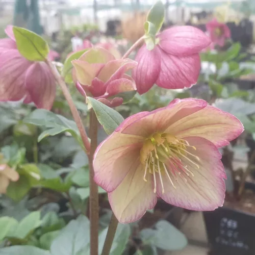 Hunyor - Helleborus HGC Ice n Roses "Carlotta"