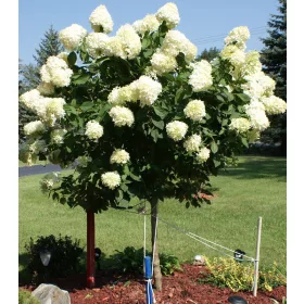 Magastörzsű bugás hortenzia " Limelight" - Hydrangea Paniculata 