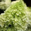 Magastörzsű bugás hortenzia " Limelight" - Hydrangea Paniculata 