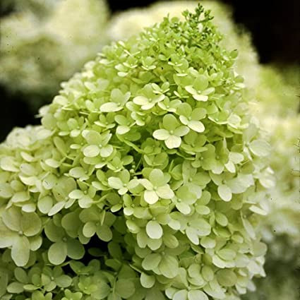 Magastörzsű bugás hortenzia " Limelight" - Hydrangea Paniculata 