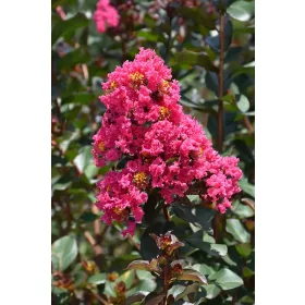 Kínai selyemmírtusz - Lagerstroemia indica "Magic Pink"