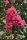 Kínai selyemmírtusz - Lagerstroemia indica "Magic Pink"