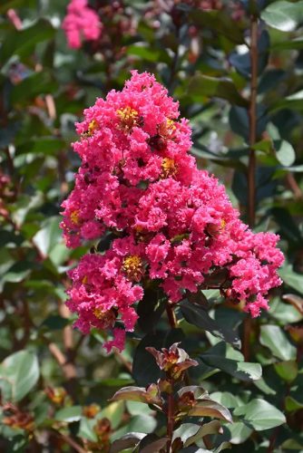 Kínai selyemmírtusz - Lagerstroemia indica "Magic Pink"
