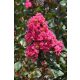 Kínai selyemmírtusz - Lagerstroemia indica "Magic Pink"