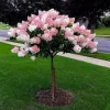 Törzses bugás hortenzia - Hydrangea paniculata "Vanille Fraise" K5 Törzs 40 cm