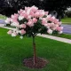 Törzses bugás hortenzia - Hydrangea paniculata "Vanille Fraise" K5 Törzs 40 cm