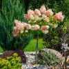 Törzses bugás hortenzia - Hydrangea paniculata "Vanille Fraise" K5 Törzs 40 cm