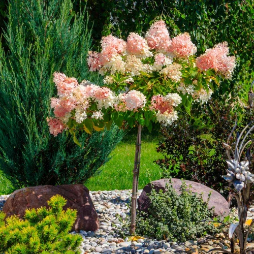 Törzses bugás hortenzia - Hydrangea paniculata "Vanille Fraise" K5 Törzs 40 cm