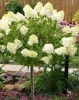 Törzses bugás hortenzia - Hydrangea paniculata "Vanille Fraise" K5 Törzs 40 cm