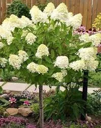 Törzses bugás hortenzia - Hydrangea paniculata "Vanille Fraise" K5 Törzs 40 cm