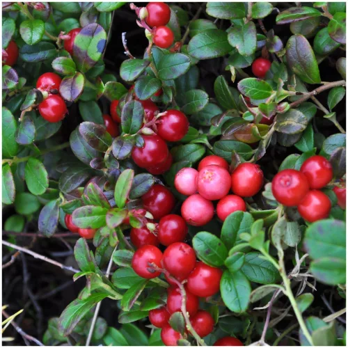 Tőzegáfonya - Vaccinium macrocarpon "Early Black"
