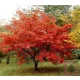Páfránylevelű japán juhar - Acer japonicum ‘Aconitifolium’