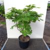 Páfránylevelű japán juhar - Acer japonicum ‘Aconitifolium’