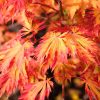 Páfránylevelű japán juhar - Acer japonicum ‘Aconitifolium’