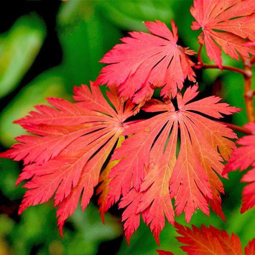 Páfránylevelű japán juhar - Acer japonicum ‘Aconitifolium’
