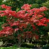 Páfránylevelű japán juhar - Acer japonicum ‘Aconitifolium’