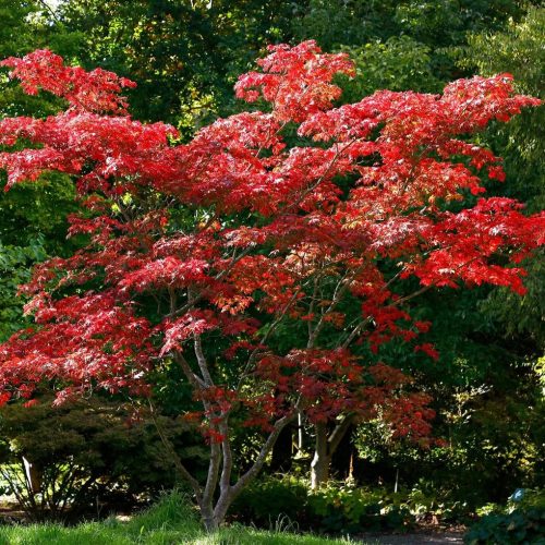 Páfránylevelű japán juhar - Acer japonicum ‘Aconitifolium’