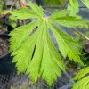 Páfránylevelű japán juhar - Acer japonicum ‘Aconitifolium’