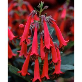 Folyóharang - Phygelius rectus "Candy Drops Red"