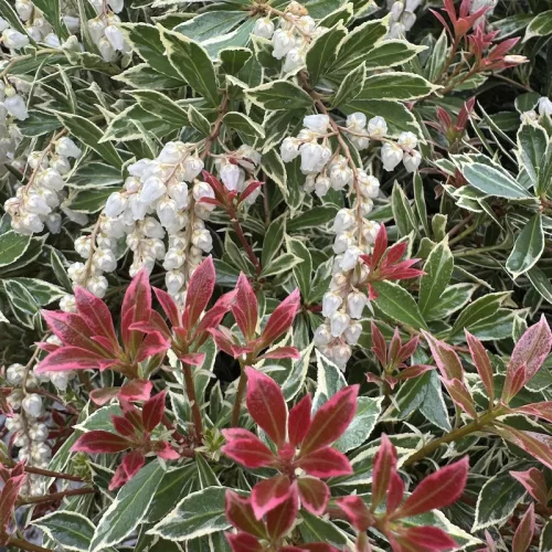 Tarka levelű japán hanga - Pieris japonica ‘Little Heath’