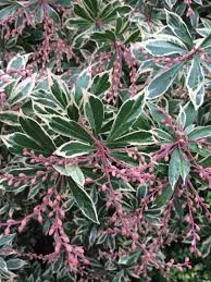 Tarka levelű japán hanga - Pieris japonica ‘Little Heath’