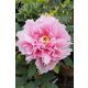 világos rózsaszín fás szárú Bazsarózsa - Paeonia suffruticosa