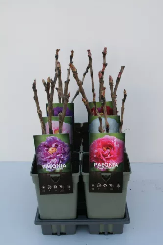 világos rózsaszín fás szárú Bazsarózsa - Paeonia suffruticosa