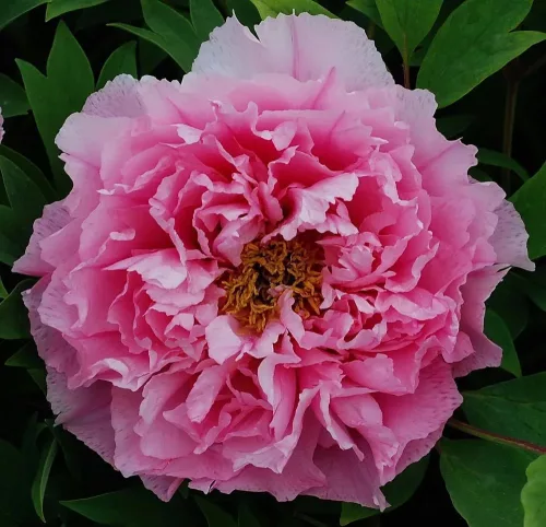 világos rózsaszín fás szárú Bazsarózsa - Paeonia suffruticosa
