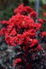 Kínai selyemmírtusz - Lagerstroemia indica - "Black Diamond Best Red"