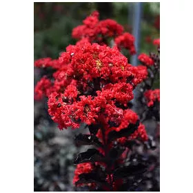   Kínai selyemmírtusz - Lagerstroemia indica - "Black Diamond Best Red"