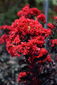 Kínai selyemmírtusz - Lagerstroemia indica - "Black Diamond Best Red"