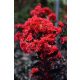 Kínai selyemmírtusz - Lagerstroemia indica - "Black Diamond Best Red"