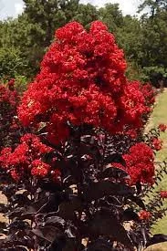 Kínai selyemmírtusz - Lagerstroemia indica - "Black Diamond Best Red"